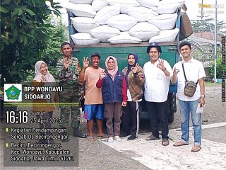 Babinsa Wonoayu Dampingi Petani Becirongengor Sukseskan Panen Raya, Bulog Siap Serap Hasil Panen