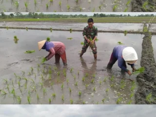 Wujud Nyata Babinsa Koramil 0814/01 Jombang Bersama Petani Mewujudkan Swasembada Pangan.