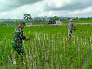Dorong Peningkatan Produksi Pertanian, Serma Eko Dampingi Petani Menyiangi Padi