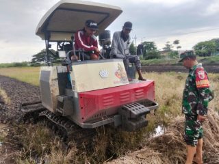Babinsa Koramil 0816/05 Tulangan Terus Dukung Petani Desa Singopadu