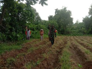 Dukung Ketahanan Pangan, Sertu Alex Muntahar Bantu Petani Tanam Jagung di Tengah TMMD Ke-125