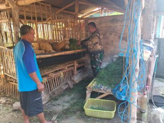 Satgas TMMD ke-125,Lakukan Kunjungan Kepada Peternak Kambing Usai Bekerja