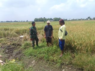 Babinsa Ngaresrejo Dampingi Sosialisasi Pasca Panen Padi: Sinergi TNI dan Petani Mantapkan Langkah Pertanian Berkelanjutan di Sukodono