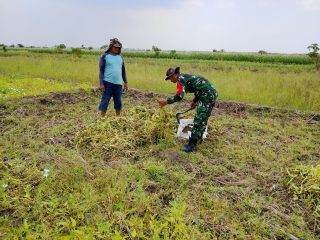 Babinsa Sidayu Dampingi Warga Panen Bibit Kangkung di Desa Gedangan