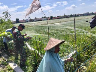 Menguatkan Ketahanan Pangan dari Sawah, Babinsa Taman Dampingi Petani Kedungturi Sambut Panen Ciherang