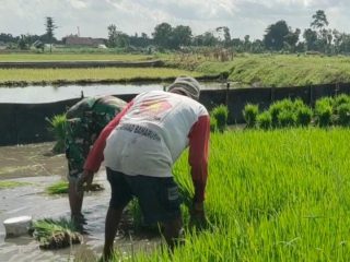 Jaga Ketahanan Pangan, Babinsa Boyolangu Turun ke Sawah
