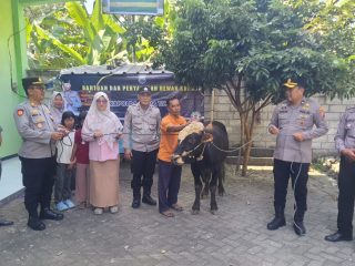Hewan Kurban Sapi dari Kapolda Jatim Diserahkan Kapolres Jombang ke Dua Ponpes di Jombang