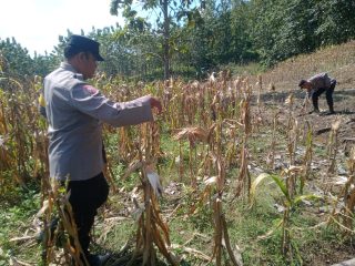 Dukung Swasembada Pangan, Bhabinkamtibmas Desa Pengampon Turut Panen Jagung Bersama Petani