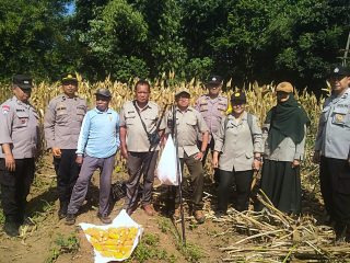 Panen Jagung, Polresta Malang Kota Perkuat Ketahanan Pangan Bersama Petani Kedungkandang