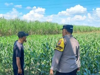 Bhabinkamtibmas Pesantren Dampingi Petani Jagung, Dorong Ketahanan Pangan dan Serap Hasil Panen ke Bulog