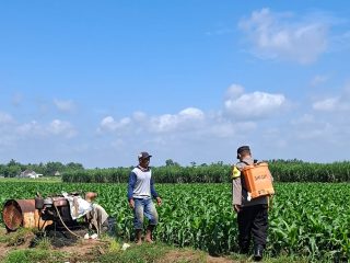 Dekat dengan Petani, Bhabinkamtibmas Cerme Berikan Edukasi Pertanian Jagung