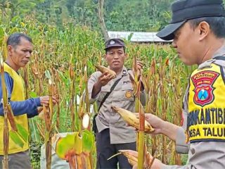 Polres Ponorogo Sahabat Petani, Dampingi Warga Wujudkan Swasembada Pangan