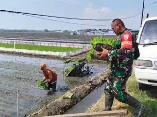 Sinergi TNI dan Poktan Wonokupang Perkuat Ketahanan Pangan Desa