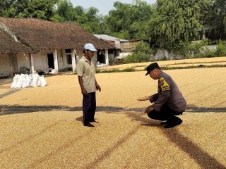 Bhabinkamtibmas Desa Ngampungan Bantu Penjemuran Jagung, Dukung Ketahanan Pangan dan Kesejahteraan Petani