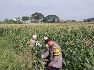 Demi Panen Maksimal, Bhabinkamtibmas Banjaran Intensif Dampingi Petani Jagung