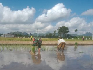 Menanam Harapan dari Sawah Mirigambar