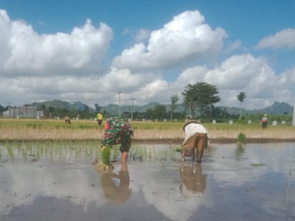 Menanam Harapan dari Sawah Mirigambar