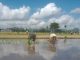 Menanam Harapan dari Sawah Mirigambar