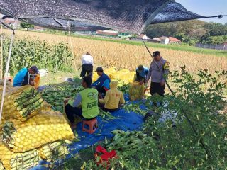 Panen Jagung Melimpah, Bhabinkamtibmas Banjaran Dorong Produktivitas Petani untuk Swasembada Pangan
