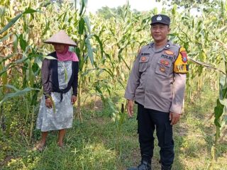 Kanit Binmas Polsek Kudu Monitoring Tanaman Jagung, Dukung Program Ketahanan Pangan Nasional