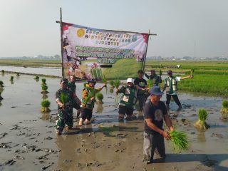 Penguatan Ketahanan Pangan, Babinsa Balongtani Dukung Gerakan Percepatan Tanam Padi Serentak