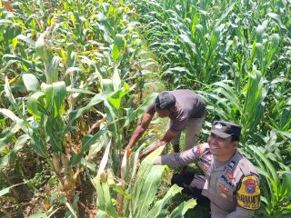 Jelang Panen, Bhabinkamtibmas Desa Petok Motivasi Petani Tingkatkan Hasil Produksi Jagung