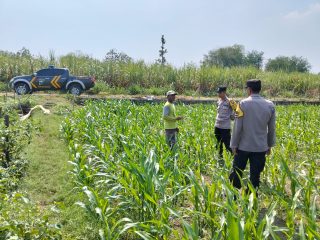 Kanit Binmas Polsek Bandar Kedungmulyo Pantau Perkembangan Tanaman Jagung