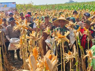 Panen Raya Jagung Balongbendo, Wujud Sinergi Menuju Ketahanan Pangan Nasional