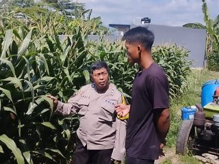 Bhabinkamtibmas Lirboyo Edukasi Petani Jagung, Perkuat Ketahanan Pangan Menuju Swasembada Nasional