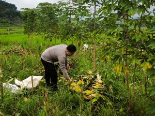 Bhabinkamtibmas Desa Puhsarang Dampingi Petani Panen Jagung, Perkuat Ketahanan Pangan Nasional