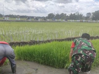 Babinsa Desa Kedungwilut Dampingi Petani Ndaut, Dukung Penguatan Ketahanan Pangan