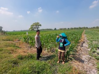 Pengecekan Lahan Tanaman Jagung dalam Rangka Mendukung Ketahanan Pangan