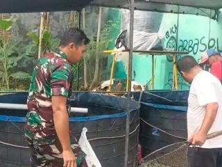 Babinsa Candi Dampingi Warga Budidaya Lele, Dorong Ketahanan Pangan dan Ekonomi Produktif