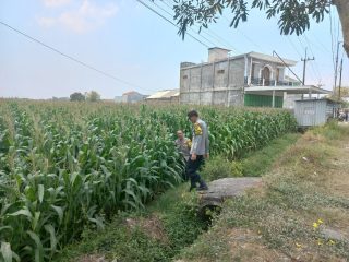 Polsek Diwek Polres Jombang Laksanakan Peninjauan Tanaman Jagung Dukung Program Nasional Asta Cita