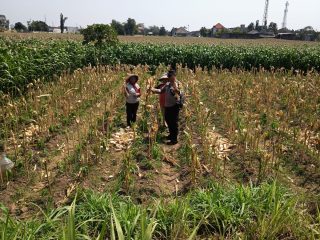 Bhabinkamtibmas Banjarmlati Dampingi Petani Panen Jagung, Dukung Ketahanan Pangan di Kota Kediri