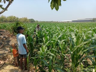 Panit Binmas Polsek Ploso Laksanakan Pemantauan Tanaman Jagung dalam Mendukung Program Ketahanan Pangan