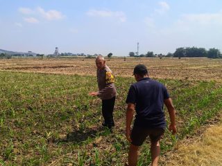 Bhabinkamtibmas Sukorame Dampingi Petani Jagung, Dorong Ketahanan Pangan Menuju Swasembada